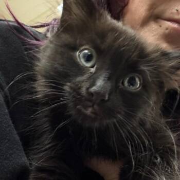 Domestic Medium Hair Cats Available for Adoption - Mint | PetCurious