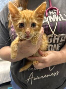 Turbo Toe Beans -  Domestic Short Hair Cat for Adoption in Chattanooga, Tennessee - Turbo Toe Beans | PetCurious