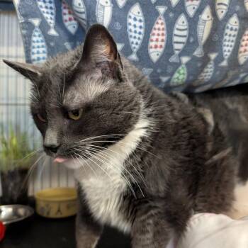 Domestic Short Hair Cats Available for Adoption in Saugerties, New York - Tessa | PetCurious