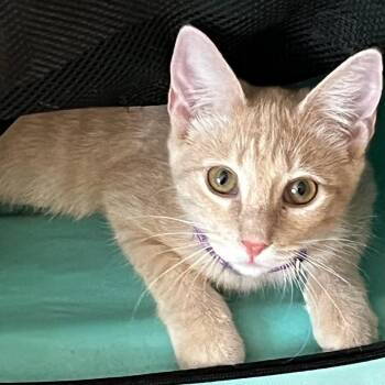 Janis Joplin -  Tabby and Domestic Short Hair Cat for Adoption in Friendswood, Texas - Janis Joplin | PetCurious