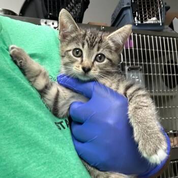 Tesla -  Domestic Short Hair Cat for Adoption - Tesla | PetCurious