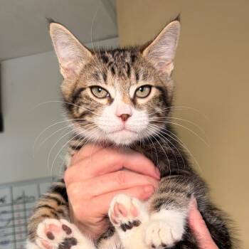 Sir Lix-a-Lot -  Domestic Short Hair Cat for Adoption in Goleta, California - Sir Lix-a-Lot | PetCurious