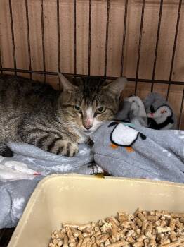 Paddy -  Domestic Short Hair Cat Available for Adoption in Gautier, Mississippi - Paddy | PetCurious