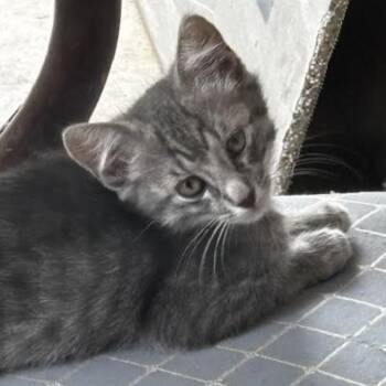 Rhea -  Domestic Short Hair Cat for Adoption in Denison, Texas - Rhea | PetCurious