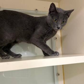 Melania -  Domestic Short Hair Cat for Adoption in Fort Worth, Texas - Melania | PetCurious