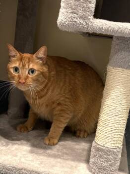 Domestic Short Hair Cats Available for Adoption in Mesquite, Nevada - Mustard-Moztaza | PetCurious