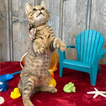 The Great Movie Ride -  Domestic Short Hair Cat for Adoption in Parkersburg, West Virginia - The Great Movie Ride | PetCurious