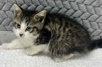 Rescue Domestic Short Hair Cats for Adoption in Lampasas, Texas - Mayonaise | PetCurious