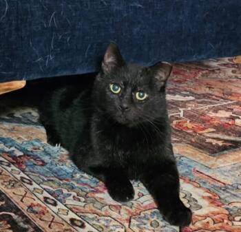 Rescue Domestic Short Hair Cats for Adoption in Dayton, Ohio - Gomez Addams | PetCurious