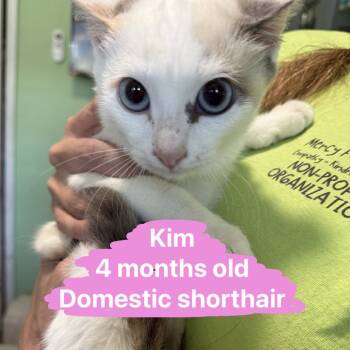Rescue Domestic Short Hair Cats for Adoption in Tampa, Florida - Kim | PetCurious