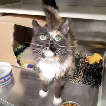 Jujube -  Domestic Long Hair Cat for Adoption in Des Moines, Iowa - Jujube | PetCurious