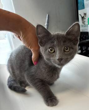 * Bryce* -  Domestic Short Hair Cat for Adoption in Salt Lake City, Utah - * Bryce* | PetCurious