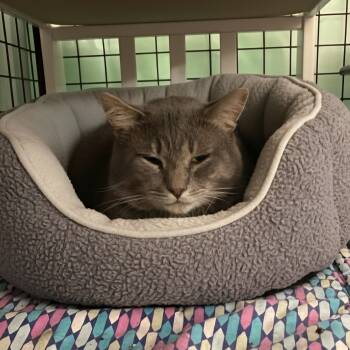 Rescue Domestic Short Hair Cats for Adoption in Byron Center, Michigan - Thomas | PetCurious