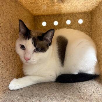 Artemis -  Domestic Short Hair Cat for Adoption in Reno, Nevada - Artemis | PetCurious