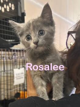 Rescue Domestic Short Hair Cats for Adoption in New Bern, North Carolina - ROSALEE Kitten | PetCurious