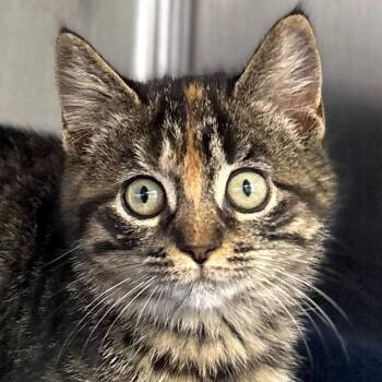 Rescue Domestic Short Hair Cats for Adoption in Jefferson, Wisconsin - Gasolina - Reduced Fee! | PetCurious