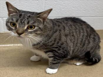 KIKI -  Domestic Short Hair Cat for Adoption in Derwood, Maryland - KIKI | PetCurious