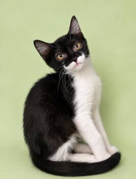 Chalkboard -  Domestic Short Hair Cat for Adoption in Rock Springs, Wyoming - Chalkboard | PetCurious
