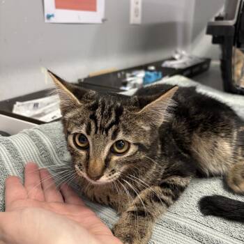 Leo -  Domestic Short Hair Cat for Adoption in Spokane, Washington - Leo | PetCurious