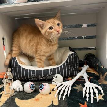 Madison -  Domestic Short Hair Cat for Adoption in Lynchburg, Virginia - Madison | PetCurious