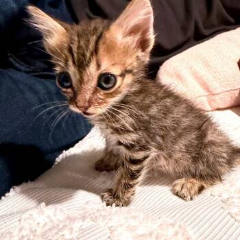 Rescue Domestic Short Hair Cats for Adoption in Austin, Texas - Rock And Roll 27 | PetCurious