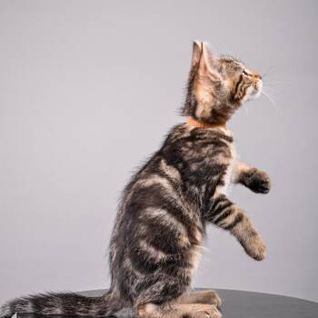 Max -  Domestic Medium Hair Cat for Adoption in Pacific Grove, California - Max | PetCurious