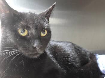 Liberty Belle -  Domestic Short Hair Cat for Adoption in Trenton, New Jersey - Liberty Belle | PetCurious