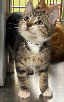 Starling -  Domestic Short Hair Cat for Adoption in Vancouver, Washington - Starling | PetCurious