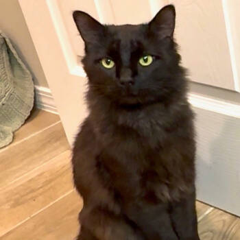 Rescue Domestic Medium Hair Cats for Adoption in Santa Fe, New Mexico - Pozole | PetCurious