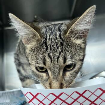 Domestic Short Hair Cats Available for Adoption in Matteson, Illinois - Strawberry Shortcake | PetCurious