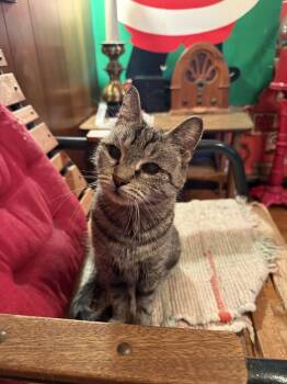 Domestic Short Hair Cats Available for Adoption - Crystal | PetCurious