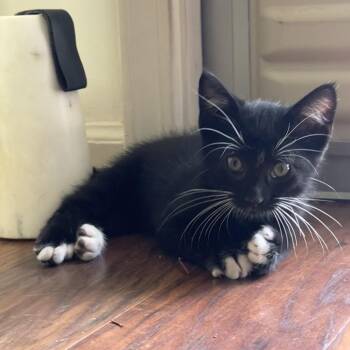 Pawsy -  Domestic Short Hair Cat for Adoption in Columbia, Missouri - Pawsy | PetCurious