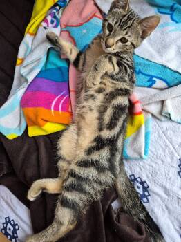 Dante -  Domestic Short Hair Cat for Adoption in Hayward, Wisconsin - Dante | PetCurious