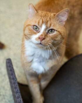 Garfield -  Domestic Short Hair Cat for Adoption in Pequot Lakes, Minnesota - Garfield | PetCurious