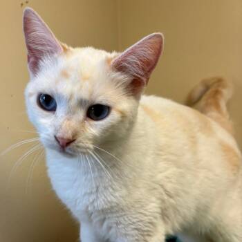 Domestic Short Hair Cats Available for Adoption in Naperville, Illinois - Snowball | PetCurious