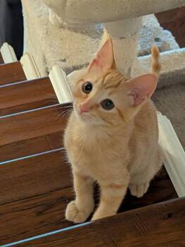 Rusty 5152 -  Domestic Short Hair Cat for Adoption in Bonsall, California - Rusty 5152 | PetCurious