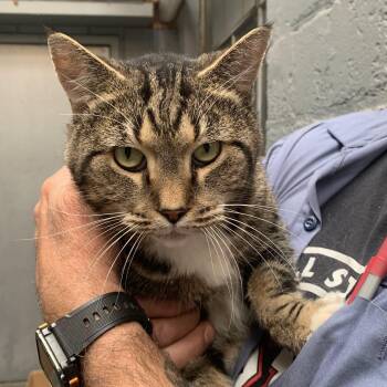 Rescue Domestic Short Hair Cats for Adoption in Buffalo, New York - Harold | PetCurious