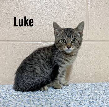 Rescue Domestic Short Hair Cats for Adoption in Clearfield, Kentucky - Luke | PetCurious