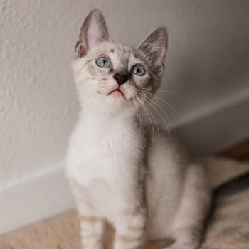 Olaf -  Domestic Short Hair Cat for Adoption in Dallas, Texas - Olaf | PetCurious