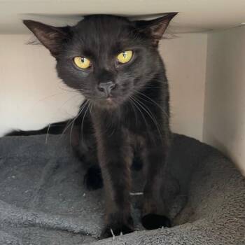 Sandy -  Domestic Long Hair Cat for Adoption in Roanoke, Virginia - Sandy | PetCurious