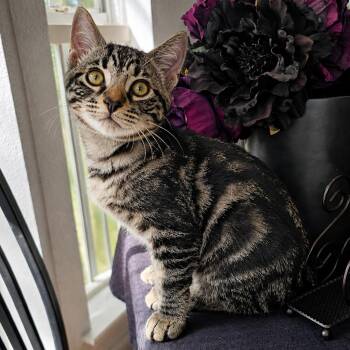Marinara -  Domestic Short Hair Cat for Adoption in Pompano Beach, Florida - Marinara | PetCurious