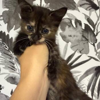 Domestic Medium Hair Cats Available for Adoption in Wahiawa, Hawaii - Pippa | PetCurious