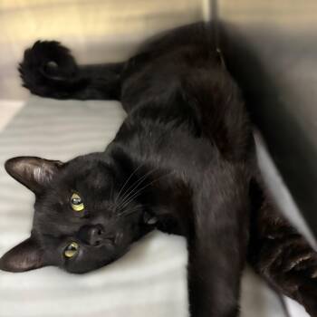 Domestic Short Hair Cats Available for Adoption in Columbia, Maryland - Osiris- #51159 | PetCurious