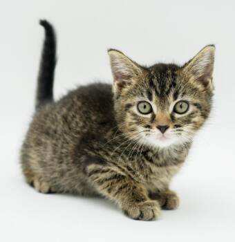 Dunn is so darn cute LOVES EVERYONE - so round -  Tabby and Bengal Cat for Adoption in Bedford Hills, New York - Dunn Is So Darn Cute LOVES EVERYONE - So Round | PetCurious