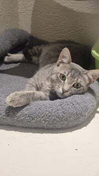 Timber -  Tabby Cat for Adoption in Richmond, Kentucky - Timber | PetCurious