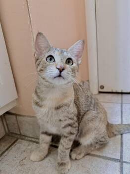 Granola Crunch -  Domestic Short Hair and Tabby Cat for Adoption in Fresno, California - Granola Crunch | PetCurious