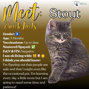 Stout -  Domestic Long Hair Cat for Adoption in Fulton, New York - Stout | PetCurious