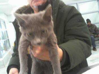 Domestic Short Hair Cats Available for Adoption - SYDNEY | PetCurious