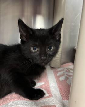 Norm (with Bubbles) -  Domestic Short Hair Cat for Adoption in Richmond, Virginia - Norm (with Bubbles) | PetCurious
