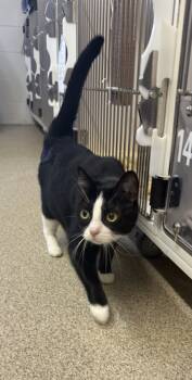 Rescue Domestic Short Hair Cats for Adoption in Harbor Springs, Michigan - Tessie | PetCurious